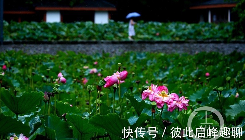 君生|烟雨朦胧中，邂逅夏荷之美