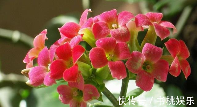 扦插|这几种花现在就要扦插,发芽窜枝速度快,下个月能赶上开花