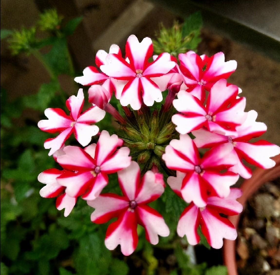 春天拿松针松果壳养花,没干“2件事”,往土里埋只会害花