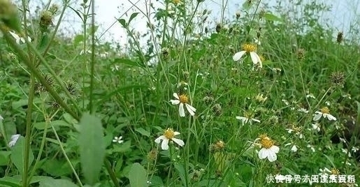 降血压|农村人见人烦的一种野草,其实药用价值极高,炮制后可以降血压!