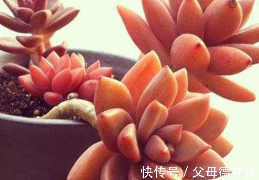6种大普货多肉,真的好养易出状态,秋冬上色后超级漂亮