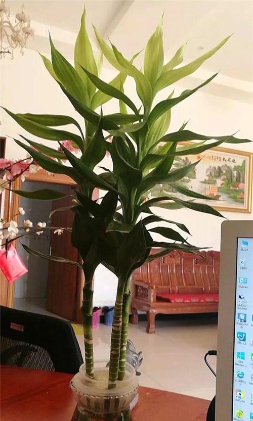 17大吉祥花，客厅有空间一定要养上一盆，好看又好养，养人又旺家