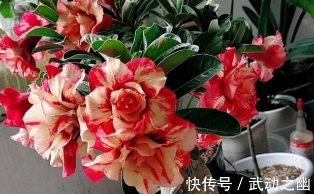 懒人养花,首选沙漠玫瑰盆栽,耐旱好养,开花美!