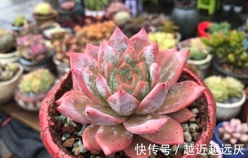 养多肉粉蓝鸟,越狠越容易出状态,养出暗纹颜色红彤彤!