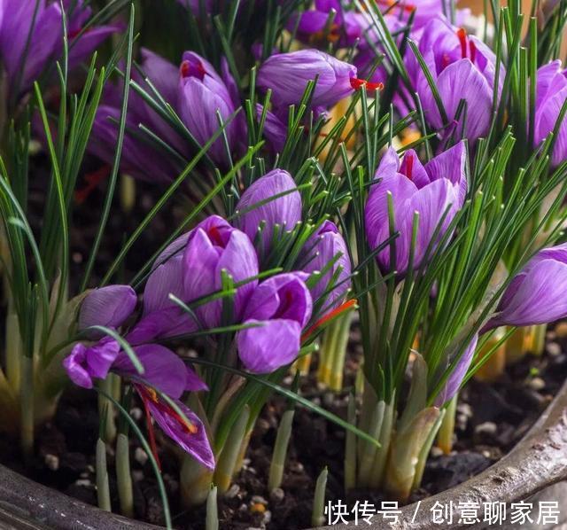 插土就能活!大半个月不用浇水,繁殖掐枝就能活,适合懒人