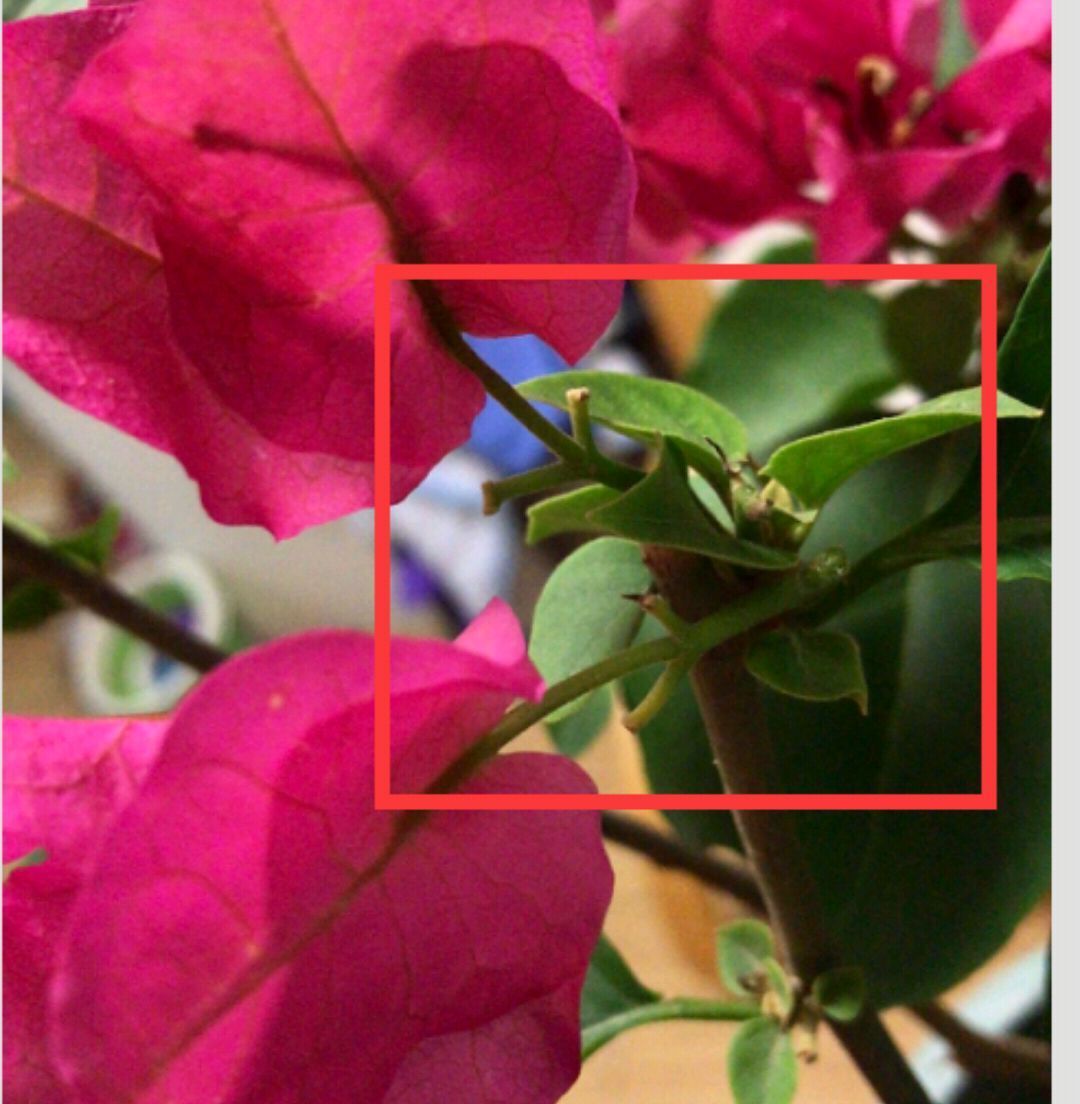 花后|关于三角梅的花后修剪,剪对一个小开关,秋季开花爆盆连续不断