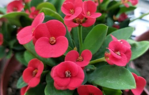  花卉|会变色的花卉，今年开绿花，明年开红花，花期长达三个月，很好养