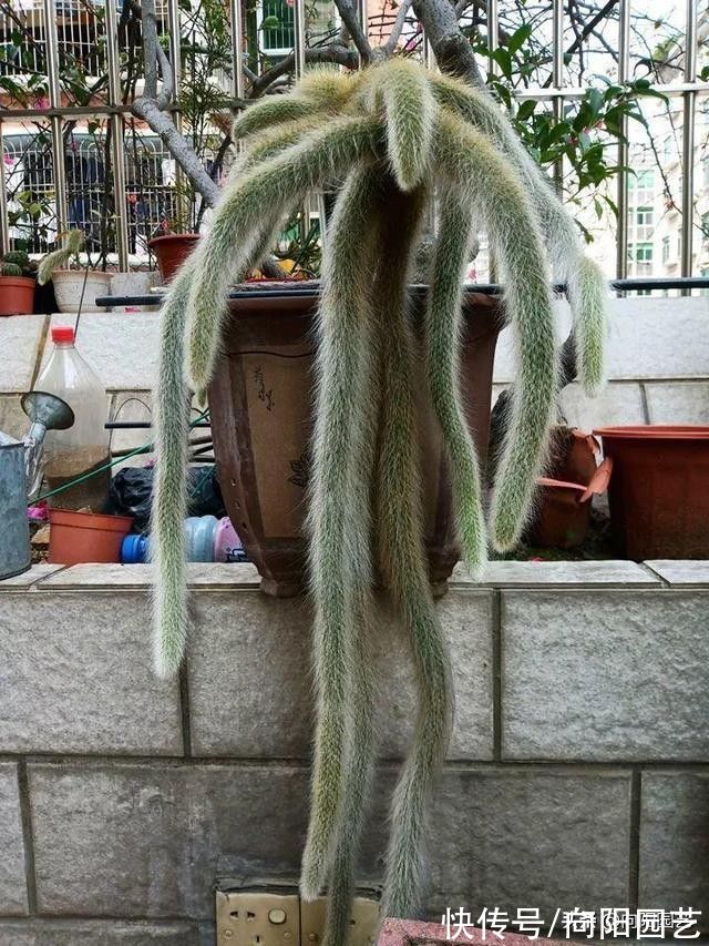 一盆猴尾柱，价值880，很多人不相信，买的人很多，植物也值钱