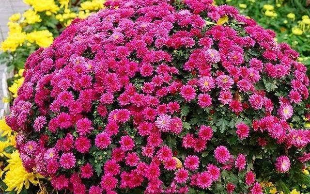 “聪明人”喜欢养的5种花,真能减少病菌吗?养之后:想多养几盆