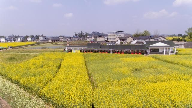 门票0元！重庆赏花地走红，景色不输婺源油菜花，错过再等明年