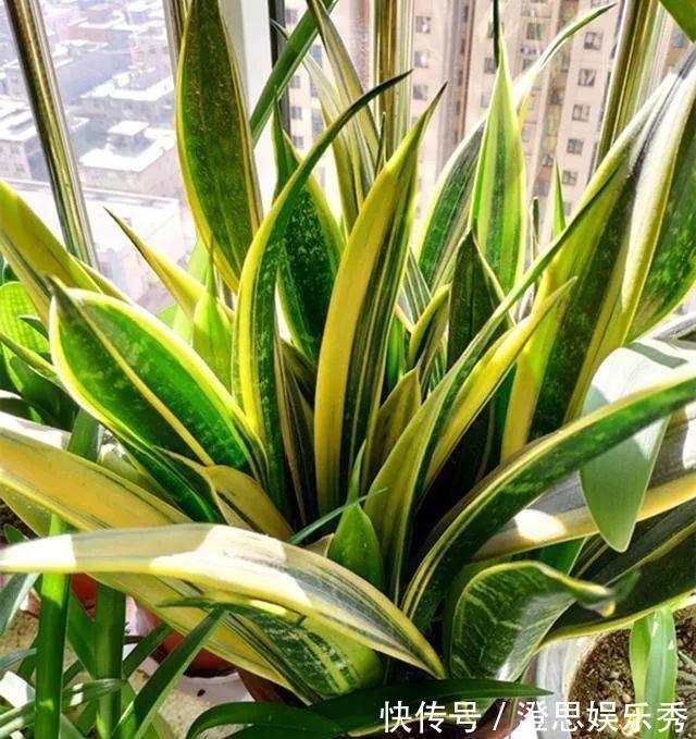 6种花,能养人,高档大气有品味,越养越有“好身体”