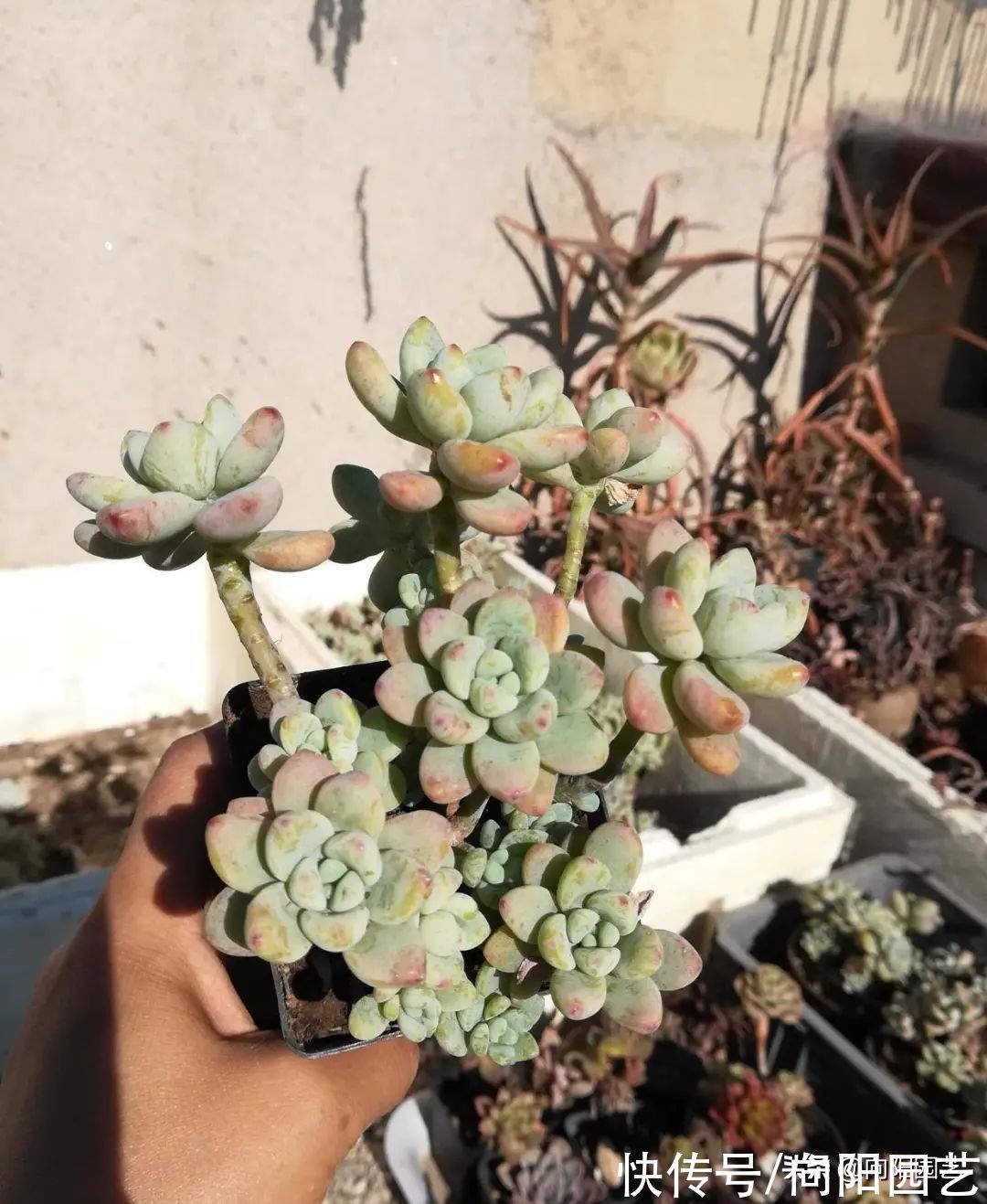 10种多肉最怕水，水多了就“烂根”，养多肉千万不能“手勤”