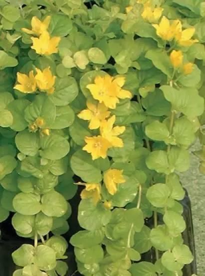 10种出彩的庭院地被花儿，最适合的才是最好的