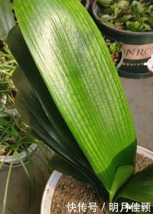 君子兰发财树天竺葵三角梅|这5种懒人方法,养君子兰发财树天竺葵三角梅都行,养花人需知