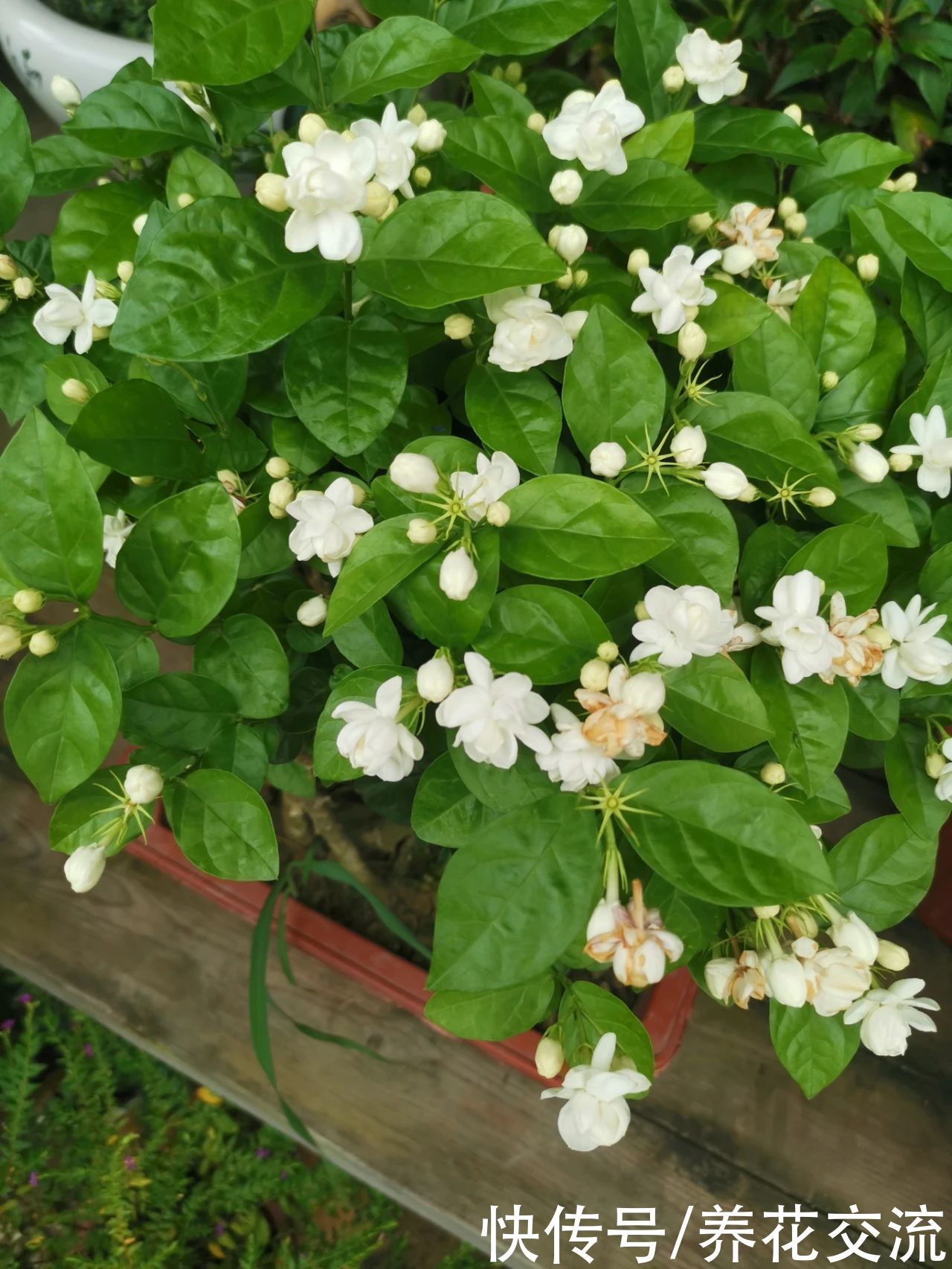 冬季买花“坑”很多，做好这几点，少吃亏，少上当