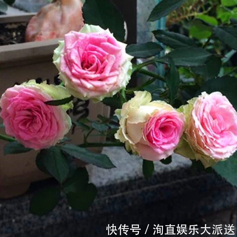 月季|如果你的院子够大,趁早种上这爬藤花苗,来年庭院开成一片花海