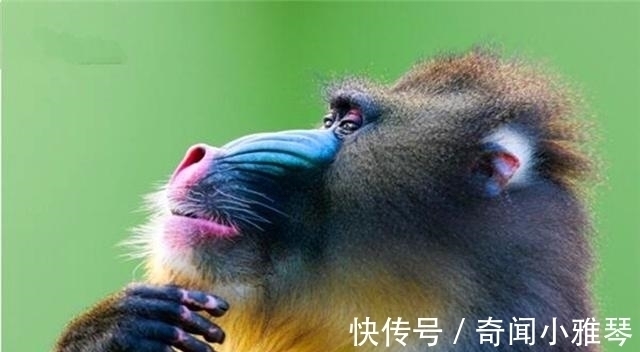 孙叶飞#老话说“宁遇豺狼,不碰山魈”,山魈为何物?人们为何如此惧怕!