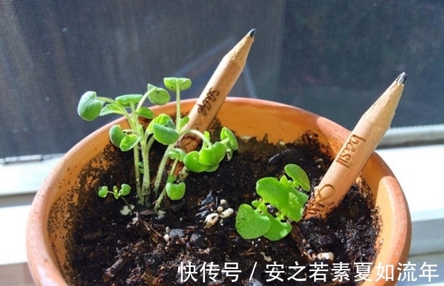 熊孩子把用过的铅笔插盆栽里,结果一星期后,全家都看傻眼了!