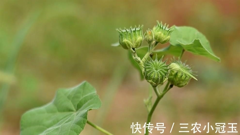 小黄花|农村一草叫“车轮子”，农村娃当零食吃，却不知治“耳鸣”很有效