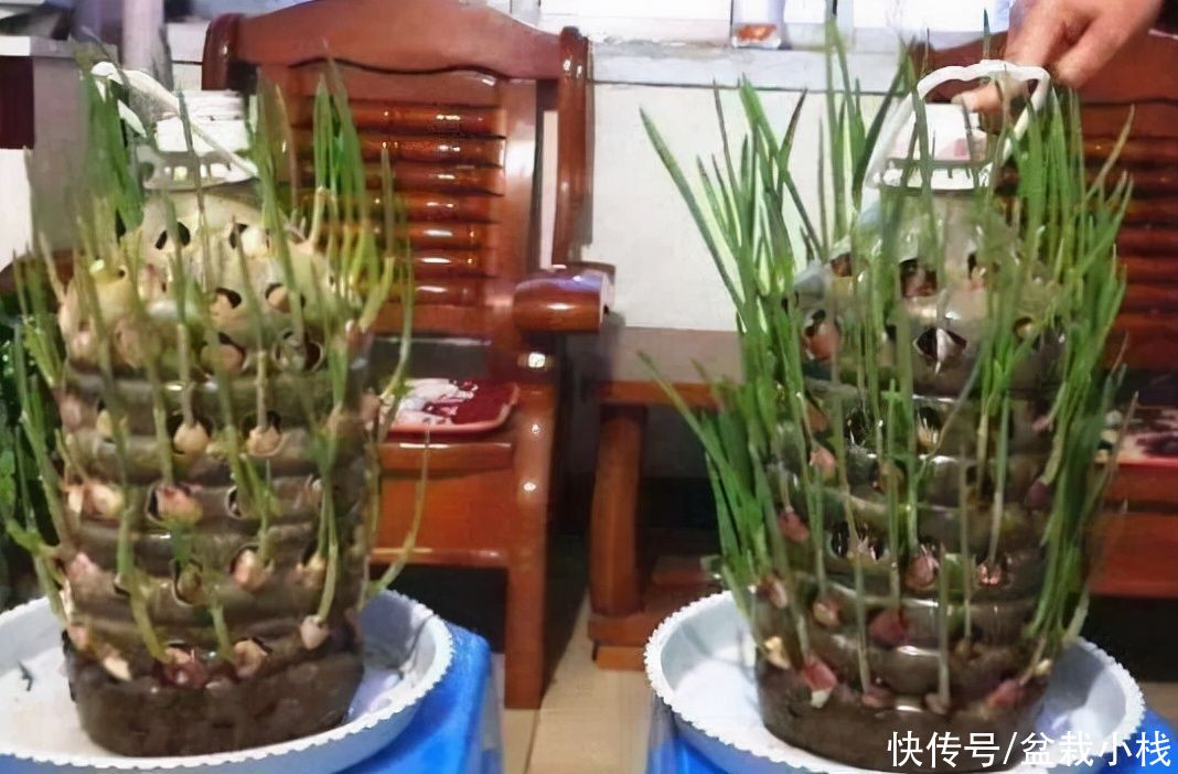 阳台上|废油桶别扔，这样处理一下，养花种菜样样行