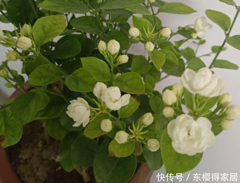 盆栽|养茉莉，夏季完美避开这3个难题，花多香味大，爆满盆