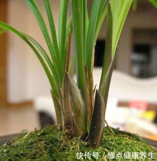 养兰花牢记“2勤、1控制”,即使养在塑料桶里,也能满盆冒花苞!