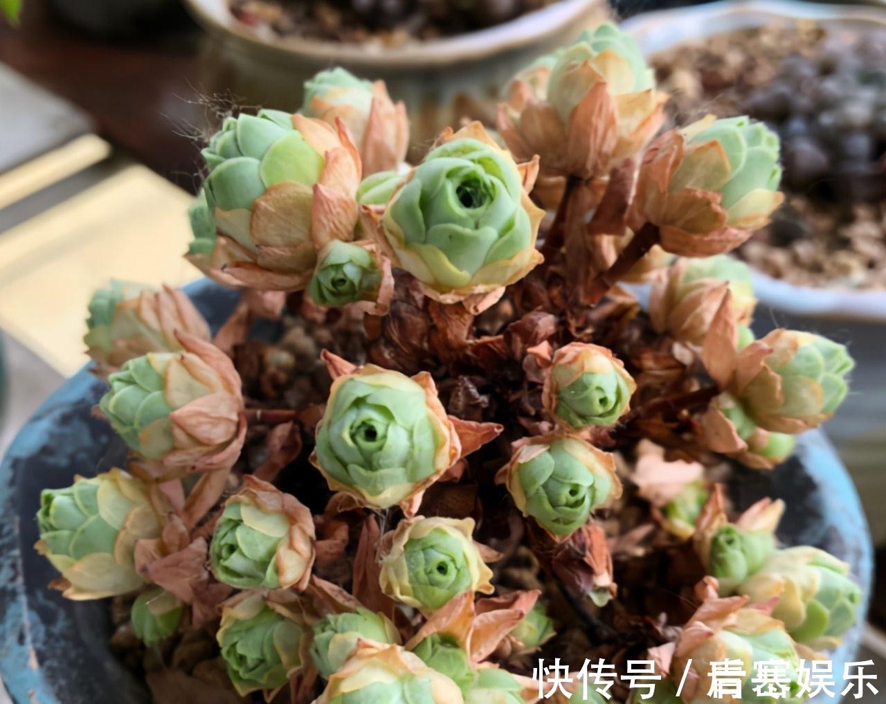 品种|张大哥养肉10多年,总结出4个“耐热品种”,肉迷都喜欢