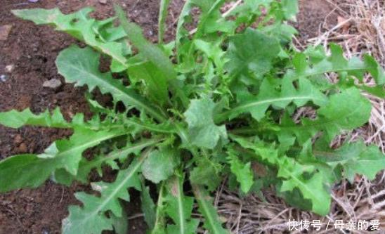 蒲公英和它是好搭档,坚持喝,淡化色斑、清理肝脏,早知早受益!