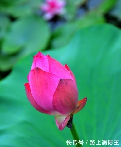 咸鱼翻身|10月中旬，喜鹊报喜，4属相桃花朵朵，顺风顺水，生活美满