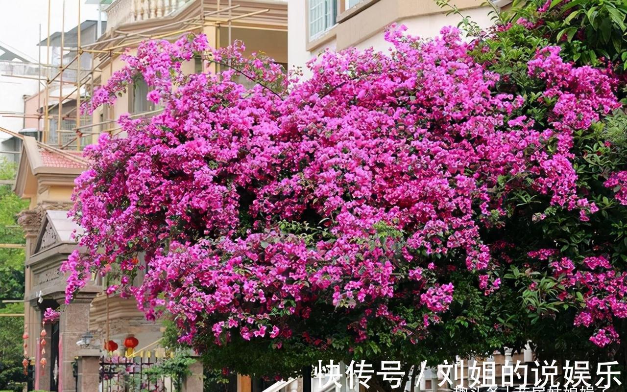 8种需要冬天“停水”的花,再浇水,可能会要了它们的命