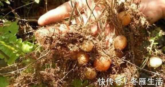 蕨菜|农村有一种长在地下的“鸡蛋”,农村人都有见过,却不知道是药材