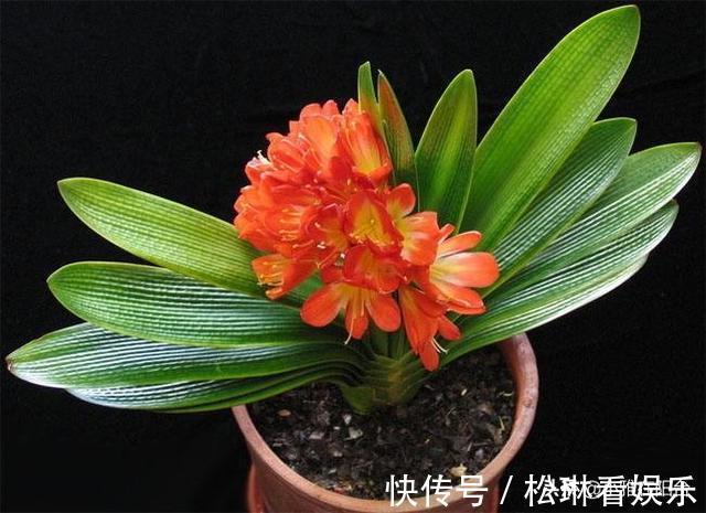 植株|养君子兰，一片叶也别剪，否则一朵花也不开，叶片越多越开花