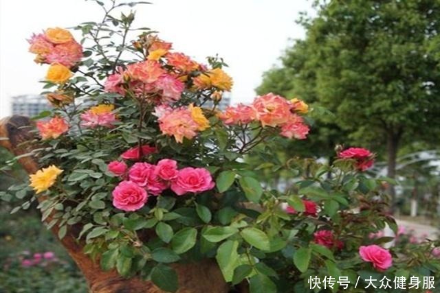 月季花的正确养殖方法,就这几点,你需要知道!