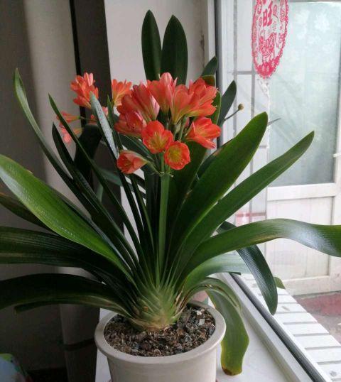 秋凉|天气渐热,做好三点,君子兰稳度夏,顺利长叶开花