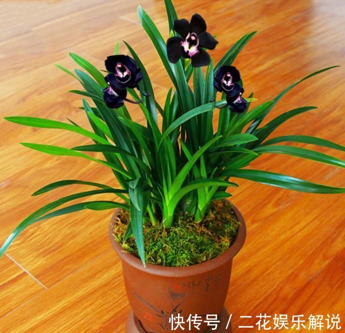 黑雪姬|被抢购一空的兰花，绿杆紫花，叶片油亮，兰香扑鼻，比牡丹要美