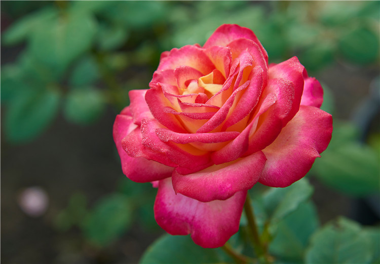 玫瑰|此花被称为最早的玫瑰，所代表的是希望和美好，也是纯洁的爱