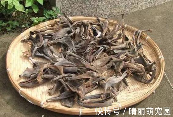 香蕉皮养花,用法可真多,泡水、混土、晒干当肥,还能擦叶子