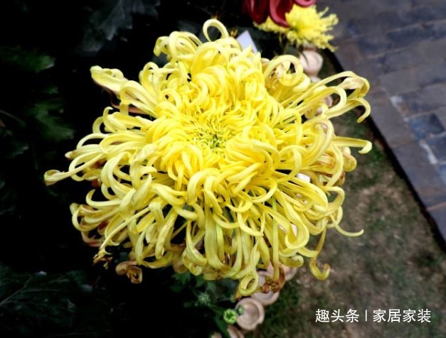 喜欢菊花,不如养盆优良名菊“盘龙舞曲”似黄发女郎,别具风韵