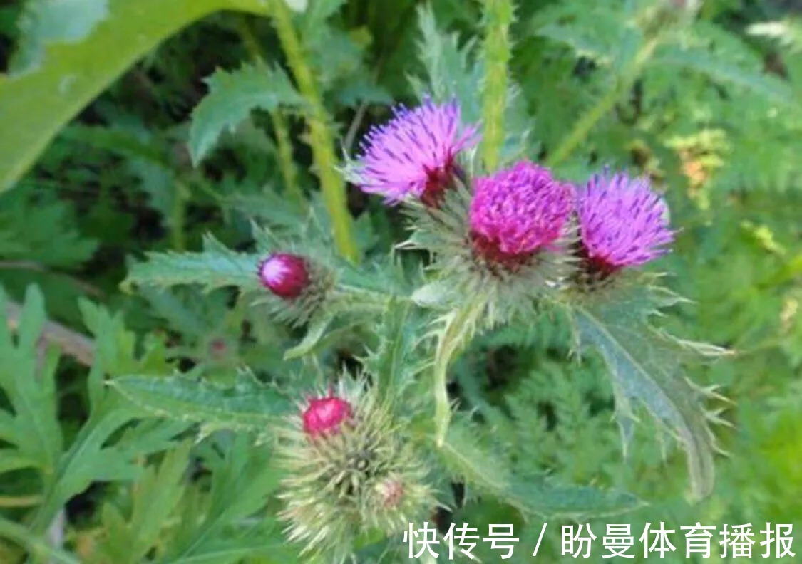 野果|农村一种常见植物，虽然浑身带刺，但全身都可以入药