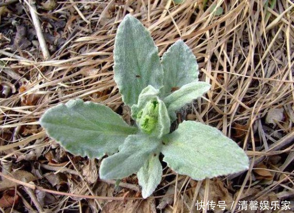长相|乡下一种野草,长相似“狗舌头”,国外用来祭祀,如今是上好药材