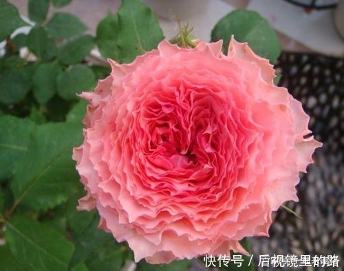 推荐6款波浪边月季,又香又勤花,新手也会养,值得拥有