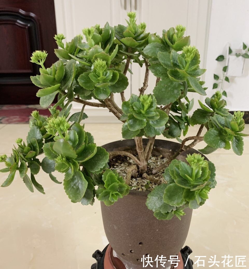 长寿|1盆长寿花长出“25根”花箭,掌握“4个技巧”,你也可以做到