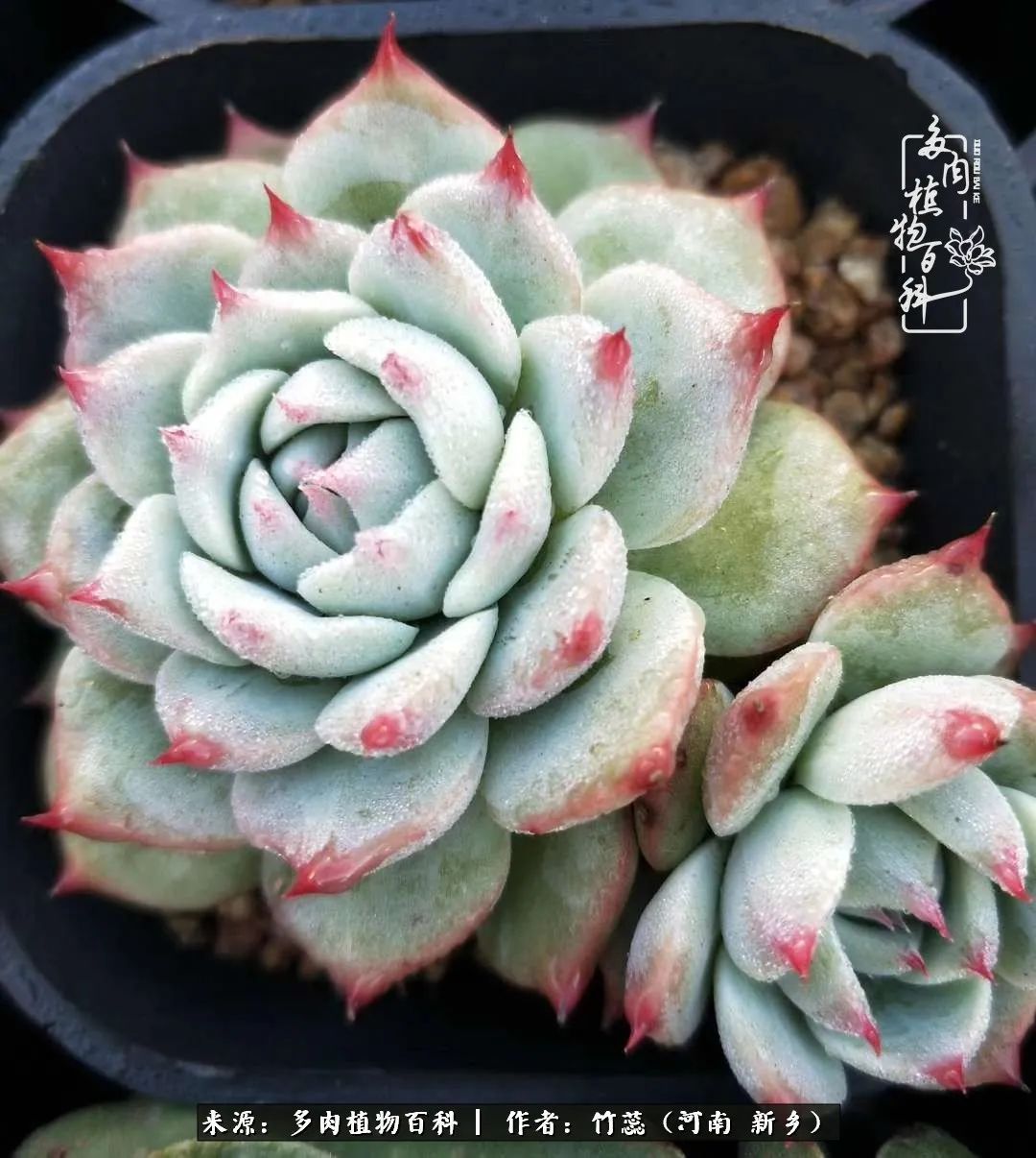 养多肉三周年有感养这么多多肉到底有啥用！