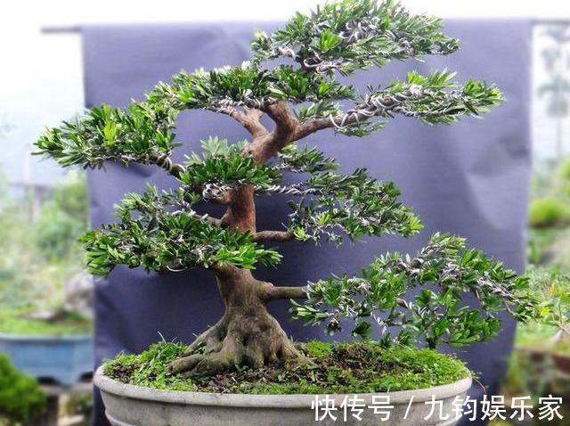 家有罗汉松,一生不受穷,4个小技巧,养出好盆景,越养越值钱
