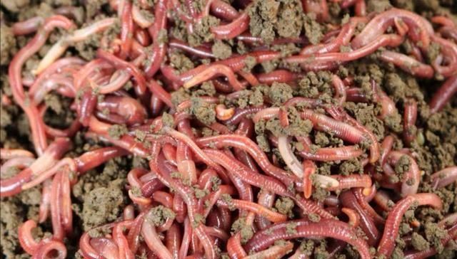 简单|垂钓泥鳅另有一番乐趣,小伙伴们又去钓泥鳅了,垂钓技巧简单易学