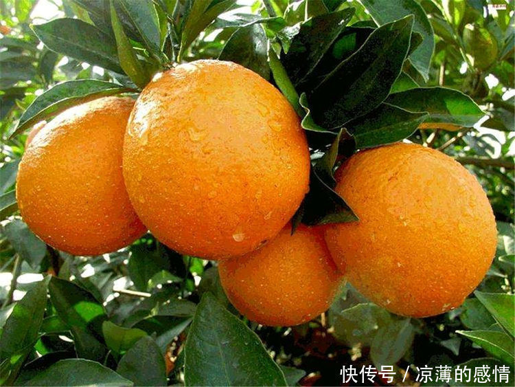 想长寿全靠吃，3种食物换着来，增强脑力，滋补身体，早吃早好