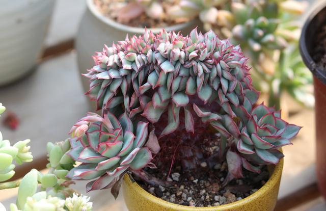 想把“多肉”养爆盆，学会4个“小技巧”，养出状态，轻松变老桩