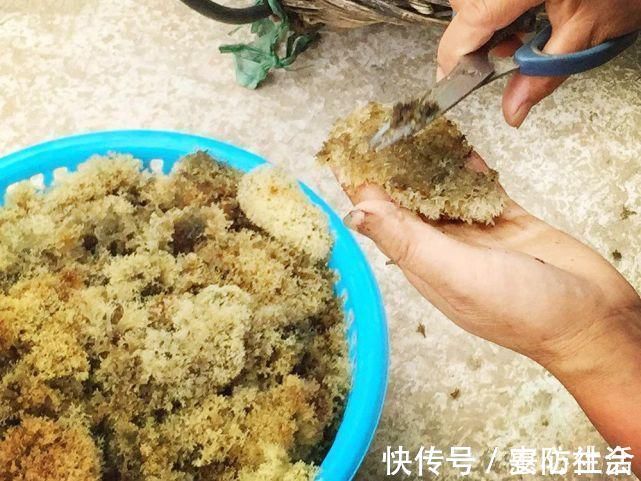 竹子|竹子被虫咬后开的花,若你家竹林里有,请别当病害,价值十分珍贵