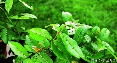 农村这种野草牲口躲着走,老中医眼中是治跌打旧积、风湿骨痛的宝