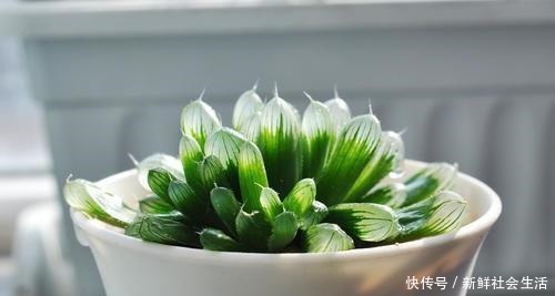 玉露养得“晶莹剔透”,都是“闷养”的好处,一盆比一盆颜值高!